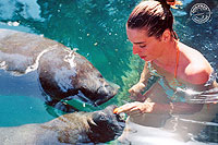 Manatees Cozumel