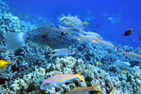 Snorkeling in Cozumel