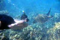 Cozumel Snorkeling