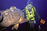 Cozumel Night Scuba Diving