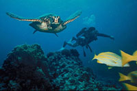 Cozumel Scuba Diving