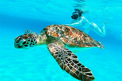 Palancar Reef Snorkeling